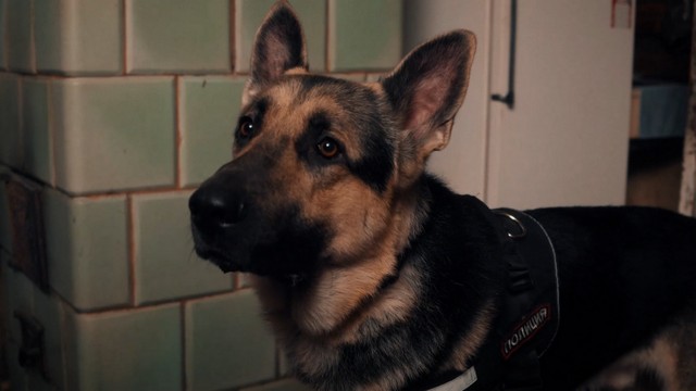 Мухтар. Он вернулся