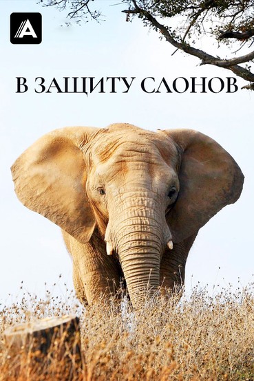 В защиту слонов