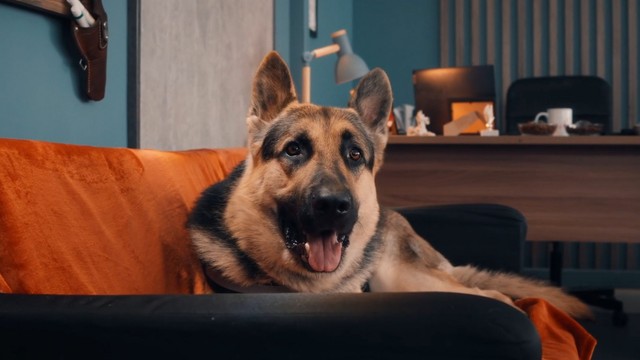 Мухтар. Он вернулся