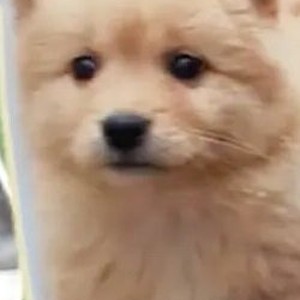 Хуан Сяоцзюй