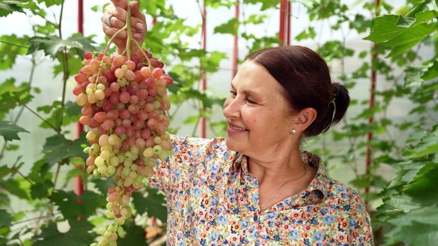 Четыре дачи