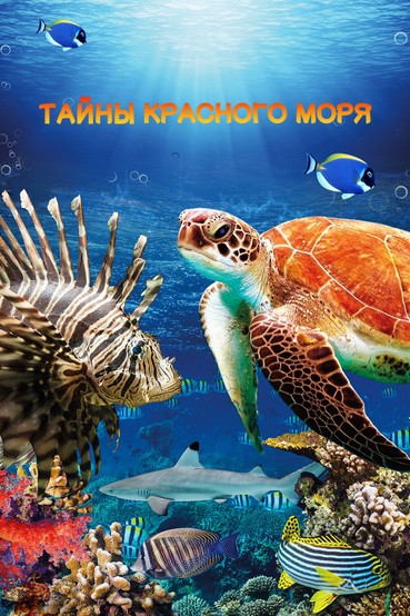 Тайны Красного моря