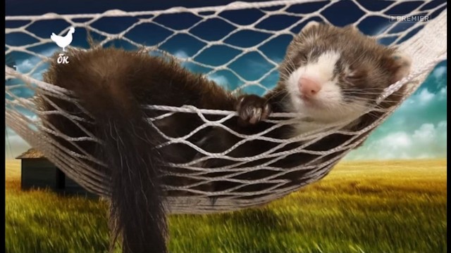 Богатство курицы