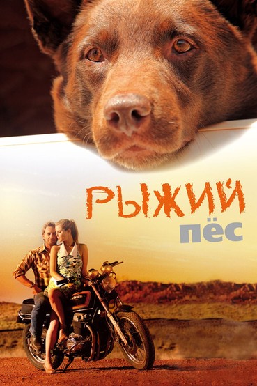 Рыжий пёс