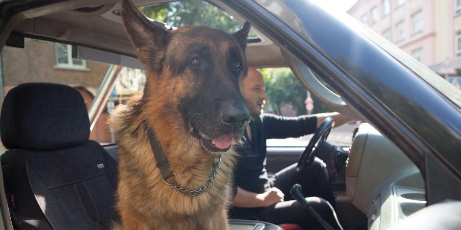 Кадр из сериала «Пёс»