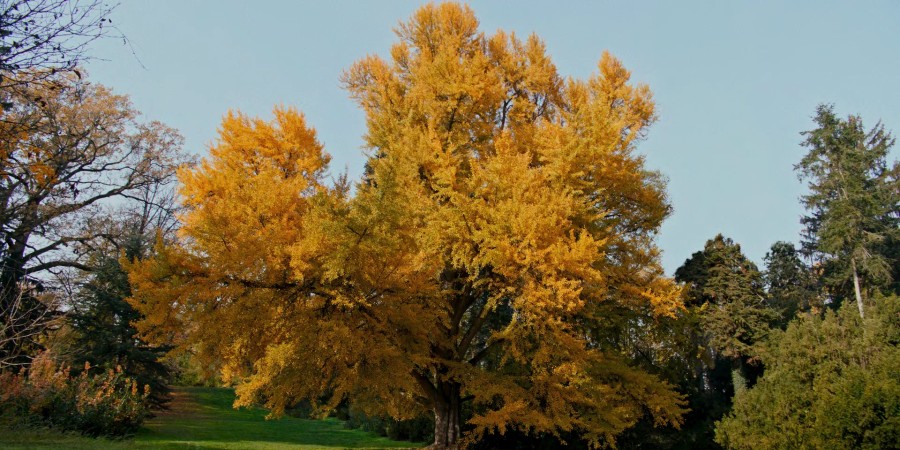 Кадр из к/ф «Молчаливый друг»